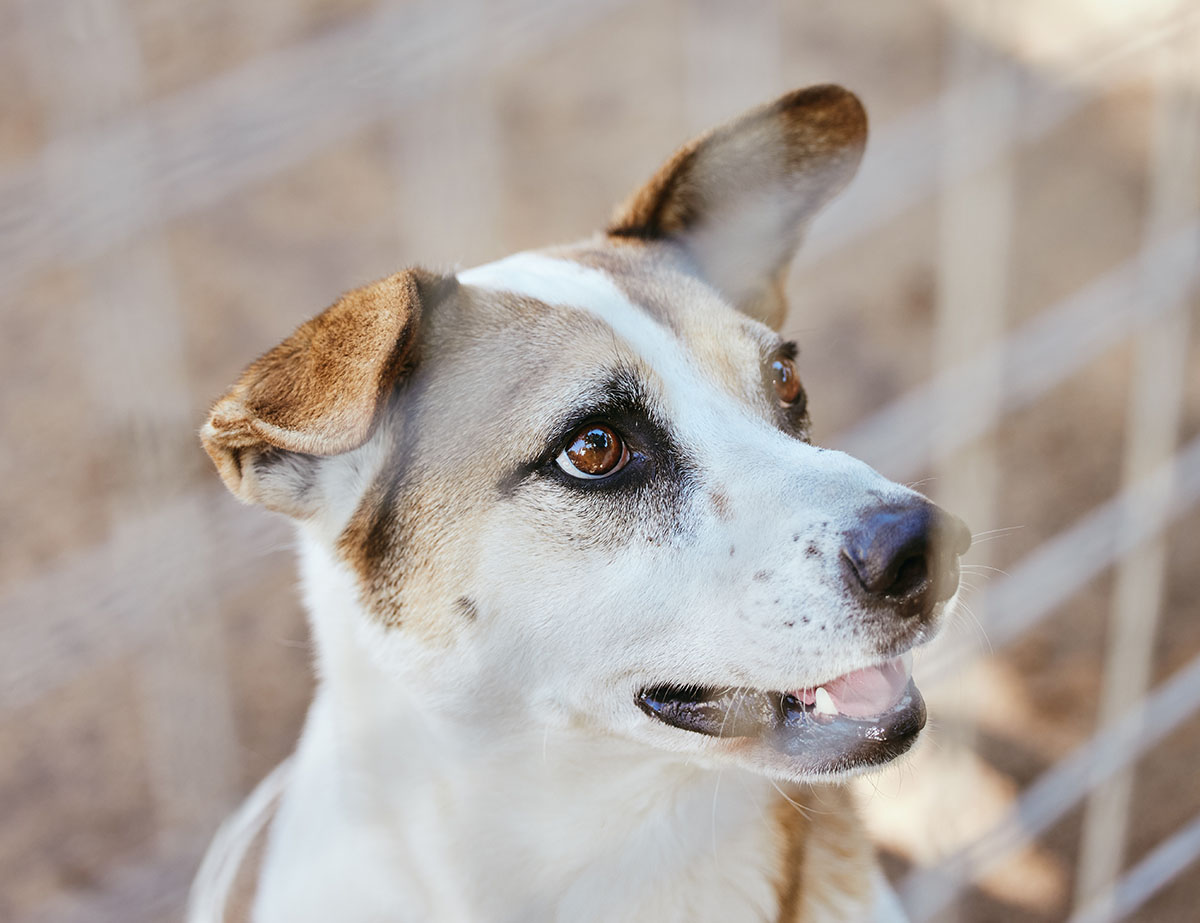 Bild von Hund im Tierheim